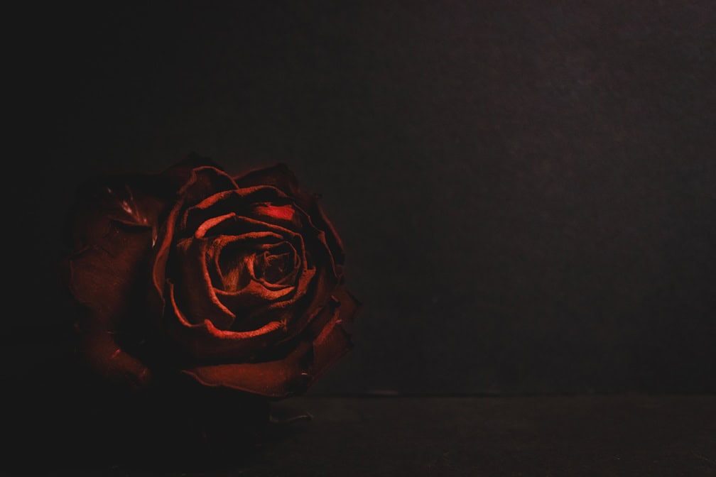 darkened shadowy image of a red rose